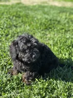 Foster, a male Doxiepoo for sale in Columbia, TN – Photo 3 of 5