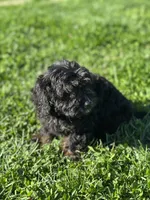 Foster, a male Doxiepoo for sale in Columbia, TN – Photo 4 of 5