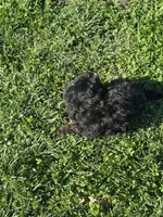 Foster, a male Doxiepoo for sale in Columbia, TN – Photo 5 of 5