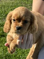 Max, a male Cavalier King Charles Spaniel for sale in Columbia, TN – Photo 7 of 10