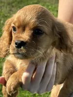 Max, a male Cavalier King Charles Spaniel for sale in Columbia, TN – Photo 8 of 10