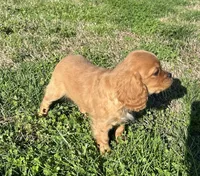Max, a male Cavalier King Charles Spaniel for sale in Columbia, TN – Photo 2 of 10