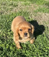 Max, a male Cavalier King Charles Spaniel for sale in Columbia, TN – Photo 3 of 10