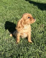 Max, a male Cavalier King Charles Spaniel for sale in Columbia, TN – Photo 4 of 10