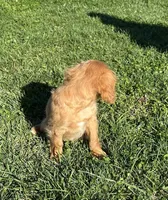Max, a male Cavalier King Charles Spaniel for sale in Columbia, TN – Photo 5 of 10