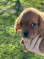 Max, a male Cavalier King Charles Spaniel for sale in Columbia, TN – Photo 10 of 10