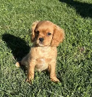 Max, a male Cavalier King Charles Spaniel for sale in Columbia, TN – Photo 1 of 10