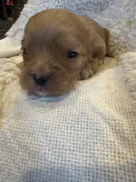 processed/22c1bc27-ebad-4d93-b989-0c0a6d3791af/listing/4dd93f41-e640-4cec-95c2-1bc84c2f8291/a7bea3ca-ddfa-41ca-99fb-bd1d433f9ddb