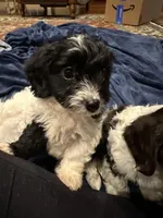 Sam, a male Doxiepoo for sale in Columbia, TN – Photo 7 of 7