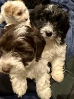 Sam, a male Doxiepoo for sale in Columbia, TN – Photo 3 of 7