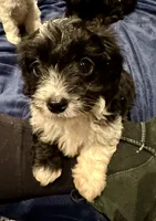 Sam, a male Doxiepoo for sale in Columbia, TN – Photo 1 of 7