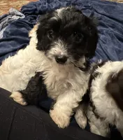 Sam, a male Doxiepoo for sale in Columbia, TN – Photo 4 of 7