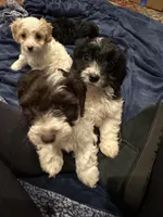 Sam, a male Doxiepoo for sale in Columbia, TN – Photo 5 of 7