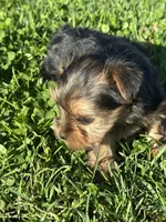 Molly, a female Yorkshire Terrier for sale in Columbia, TN – Photo 5 of 7