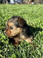 Molly, a female Yorkshire Terrier for sale in Columbia, TN – Photo 3 of 7