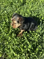 Molly, a female Yorkshire Terrier for sale in Columbia, TN – Photo 6 of 7