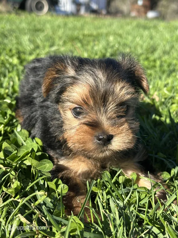 Molly – Yorkshire Terrier puppy for sale in Columbia, TN