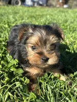 Molly, a female Yorkshire Terrier for sale in Columbia, TN – Photo 1 of 7