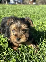 Molly, a female Yorkshire Terrier for sale in Columbia, TN – Photo 4 of 7