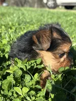 Molly, a female Yorkshire Terrier for sale in Columbia, TN – Photo 2 of 7