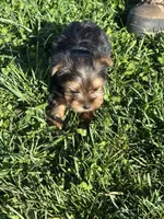 Molly, a female Yorkshire Terrier for sale in Columbia, TN – Photo 7 of 7