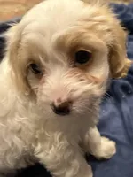 Marlee, a female Doxiepoo for sale in Columbia, TN – Photo 2 of 8