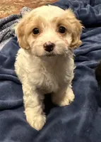 Marlee, a female Doxiepoo for sale in Columbia, TN – Photo 4 of 8