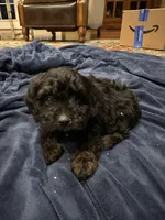 Turner, a male Doxiepoo for sale in Columbia, TN – Photo 4 of 5
