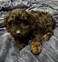 Turner, a male Doxiepoo for sale in Columbia, TN – Photo 1 of 5