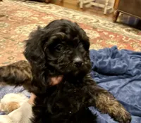 Turner, a male Doxiepoo for sale in Columbia, TN – Photo 2 of 5