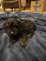 Turner, a male Doxiepoo for sale in Columbia, TN – Photo 5 of 5