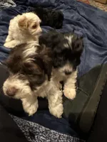 Baxter, a male Doxiepoo for sale in Columbia, TN – Photo 7 of 8