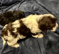 Baxter, a male Doxiepoo for sale in Columbia, TN – Photo 3 of 8