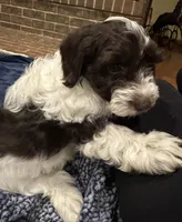 Baxter, a male Doxiepoo for sale in Columbia, TN – Photo 4 of 8