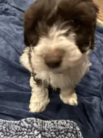 Baxter, a male Doxiepoo for sale in Columbia, TN – Photo 5 of 8