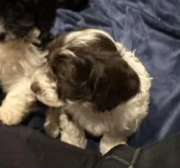 Baxter, a male Doxiepoo for sale in Columbia, TN – Photo 2 of 8