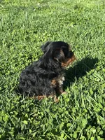 Rocky, a male Yorkshire Terrier for sale in Columbia, TN – Photo 4 of 5