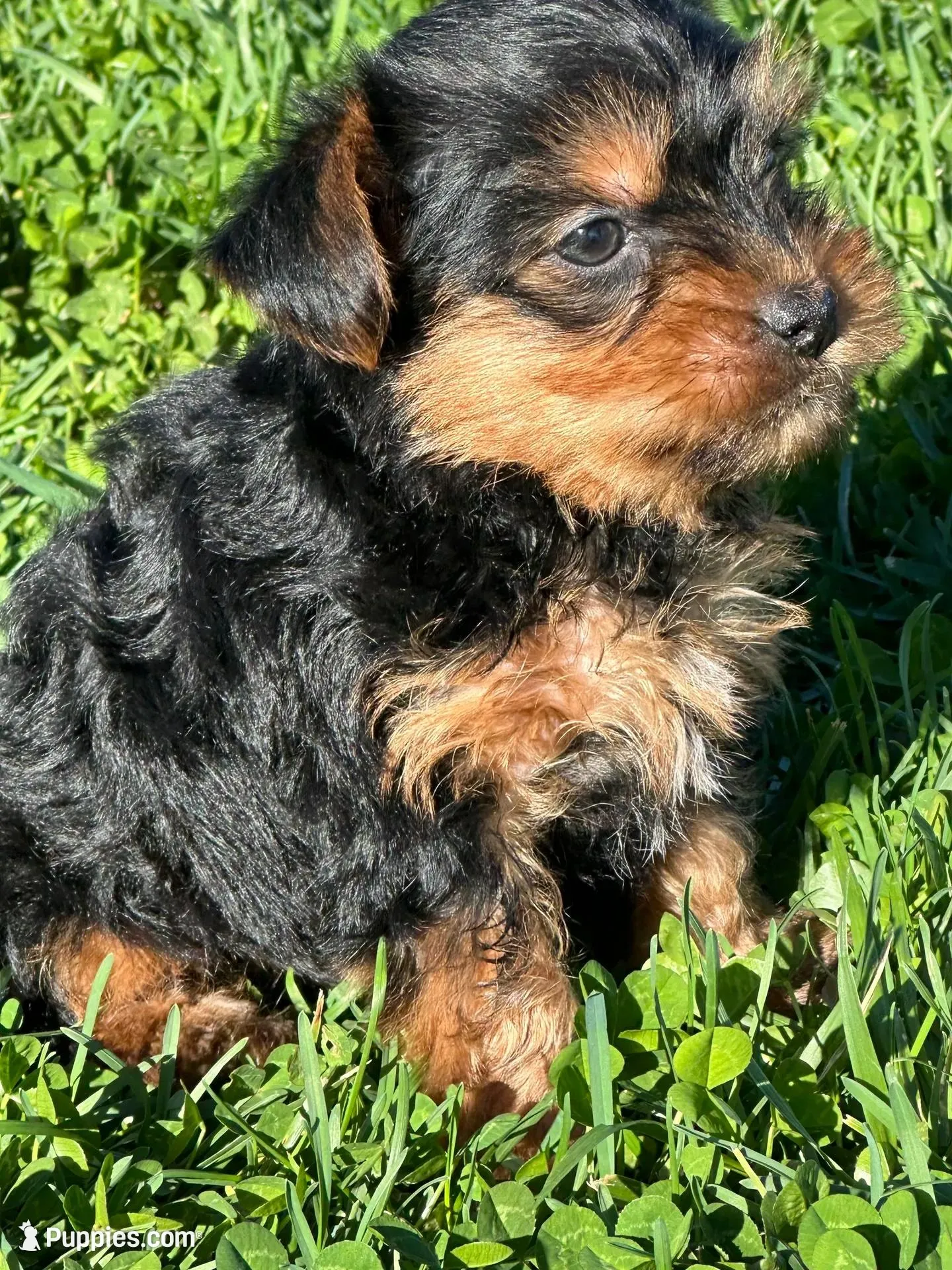 Rocky – Yorkshire Terrier puppy for sale in Columbia, TN