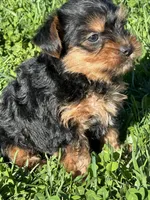 Rocky, a male Yorkshire Terrier for sale in Columbia, TN – Photo 3 of 5
