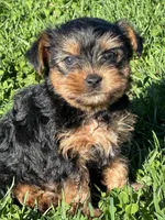 Rocky, a male Yorkshire Terrier for sale in Columbia, TN – Photo 1 of 5