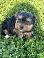 Rocky, a male Yorkshire Terrier for sale in Columbia, TN – Photo 2 of 5