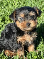 Rocky, a male Yorkshire Terrier for sale in Columbia, TN – Photo 5 of 5