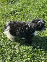 Asher, a male Doxiepoo for sale in Columbia, TN – Photo 10 of 10