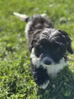 Asher, a male Doxiepoo for sale in Columbia, TN – Photo 3 of 10