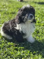 Asher, a male Doxiepoo for sale in Columbia, TN – Photo 5 of 10