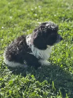 Asher, a male Doxiepoo for sale in Columbia, TN – Photo 6 of 10