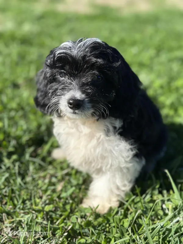 Asher – Doxiepoo puppy for sale in Columbia, TN
