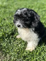Asher, a male Doxiepoo for sale in Columbia, TN – Photo 8 of 10