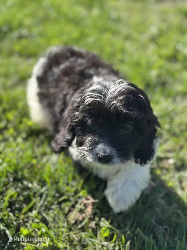 Asher – Doxiepoo puppy for sale in Columbia, TN