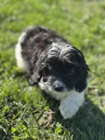 Asher, a male Doxiepoo for sale in Columbia, TN – Photo 2 of 10